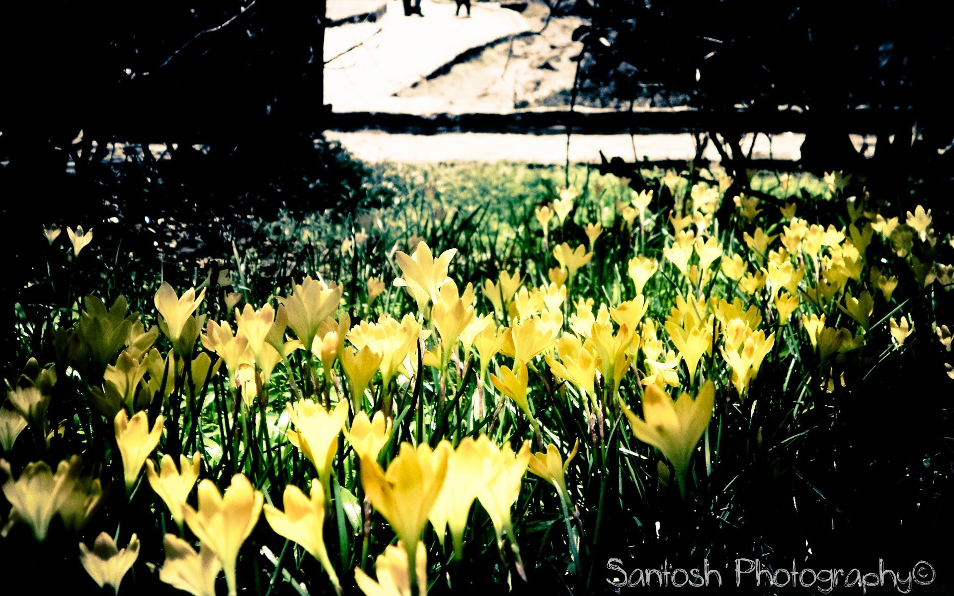 spring flower garden nature flora leaf tulip summer easter blooming petal floral growth fair weather