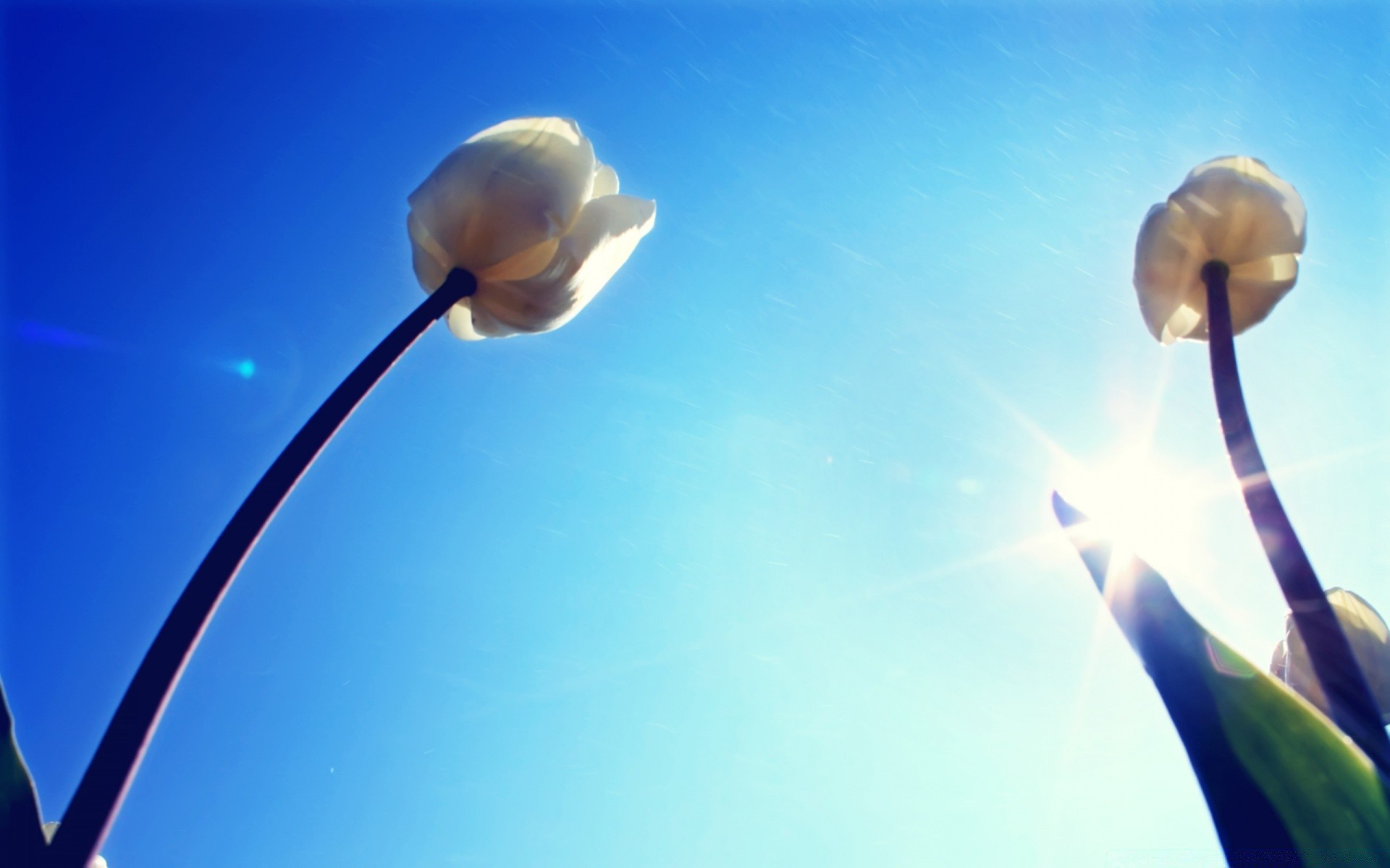 primavera cielo naturaleza luz sol desenfoque al aire libre buen tiempo