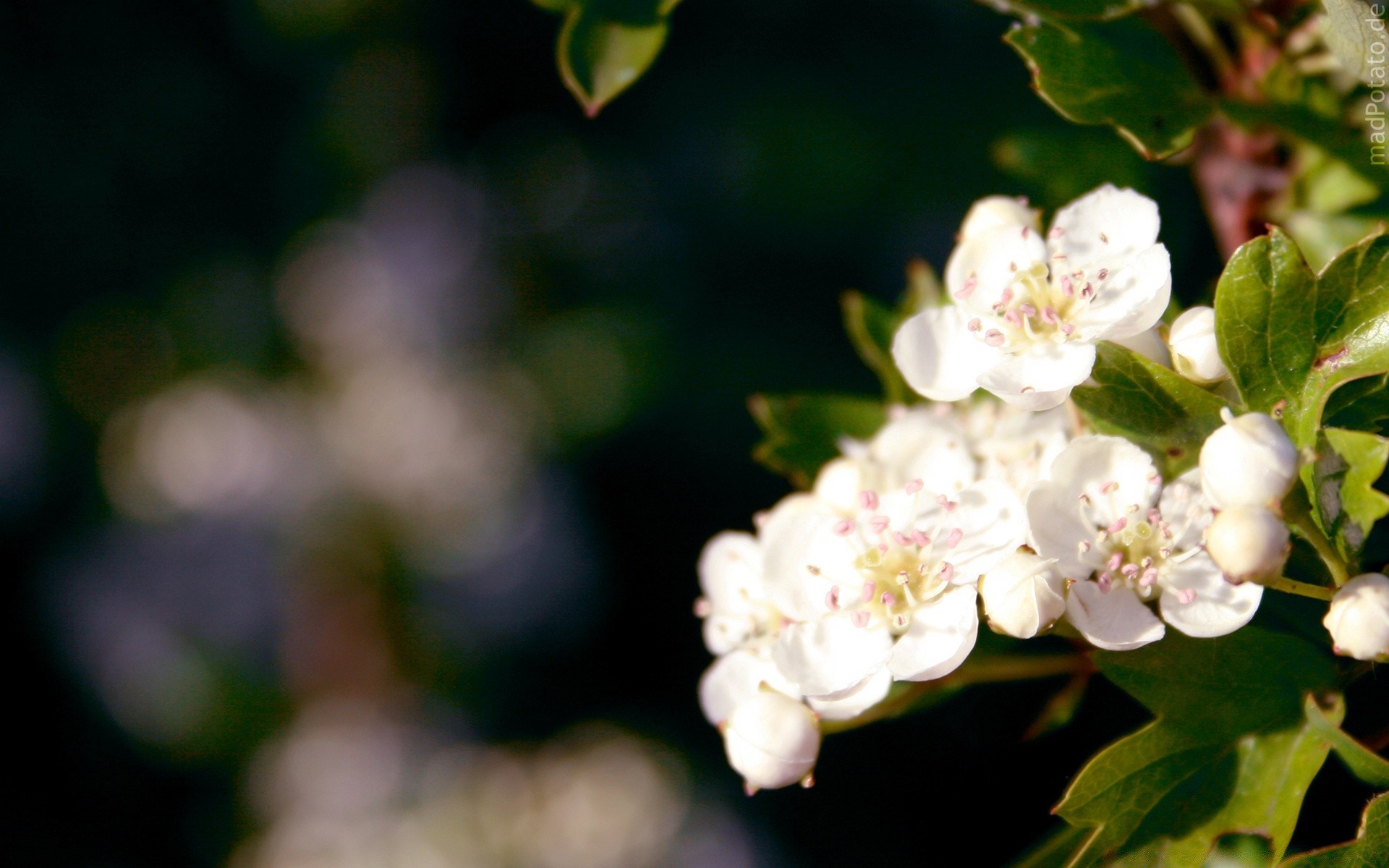 frühling blume natur flora blatt garten apfel baum blütenblatt zweig blumen blühen kirsche sommer farbe wachstum schließen kumpel im freien saison