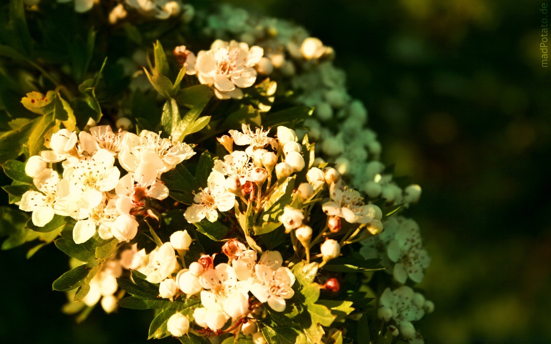 printemps fleur nature flore jardin feuille bluming floral été pétale saison à l extérieur gros plan arbre branche couleur arbuste croissance