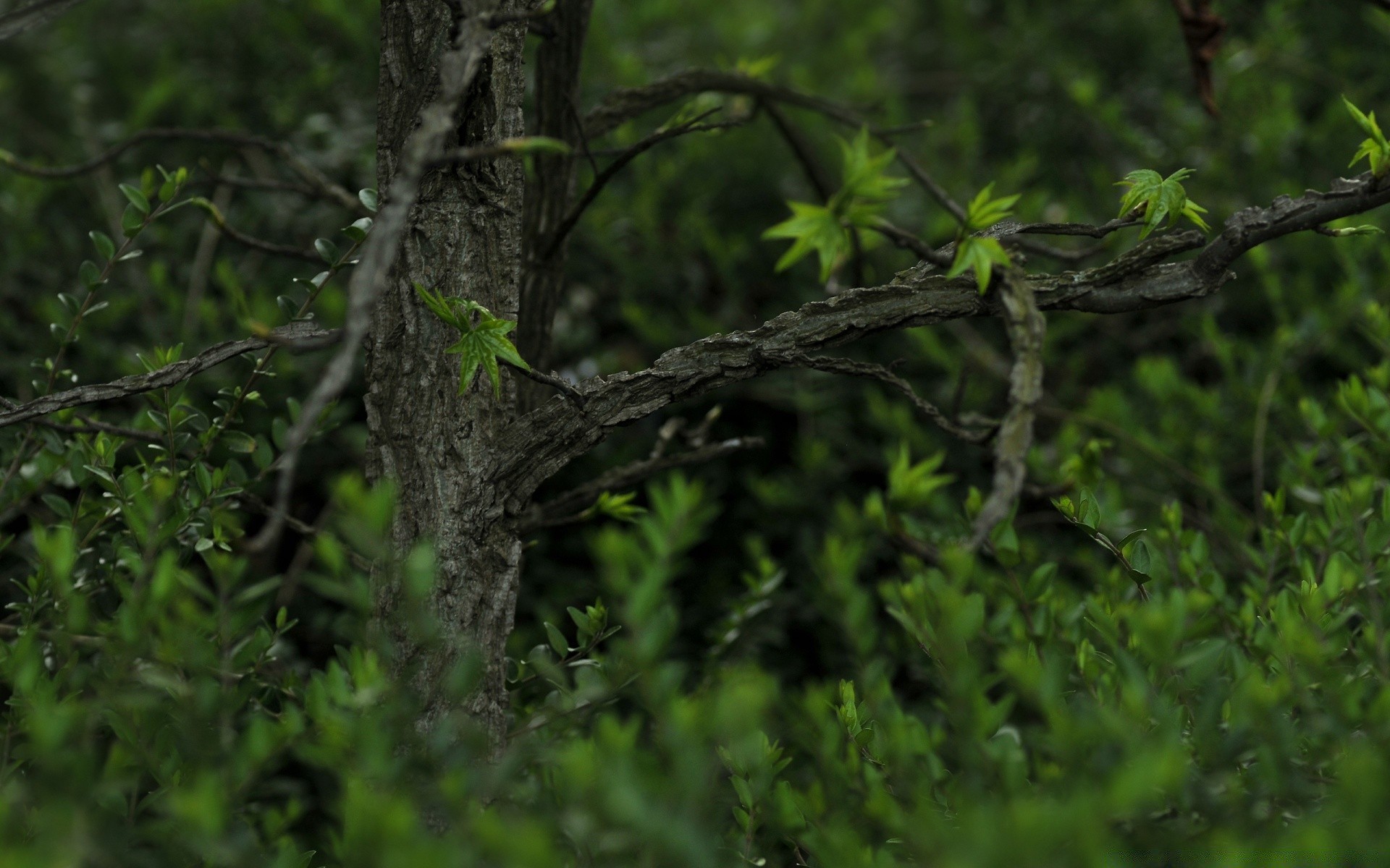 spring tree nature bird wood leaf environment branch desktop flora wildlife garden outdoors wild bark close-up color texture animal park