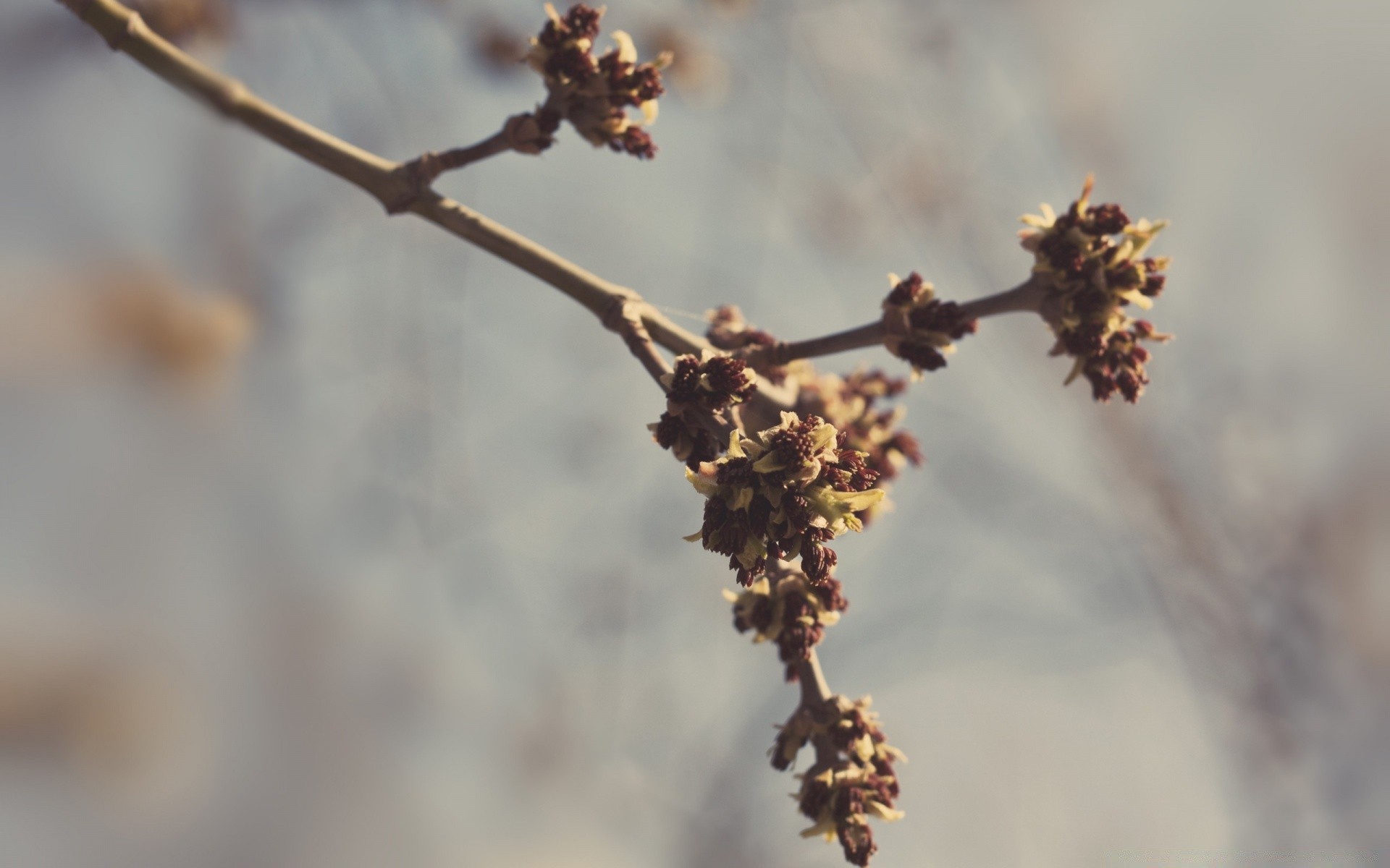 frühling winter zweig baum im freien natur blume blatt frost unschärfe schnee obst apfel kumpel wachstum flora herbst tageslicht gutes wetter katze