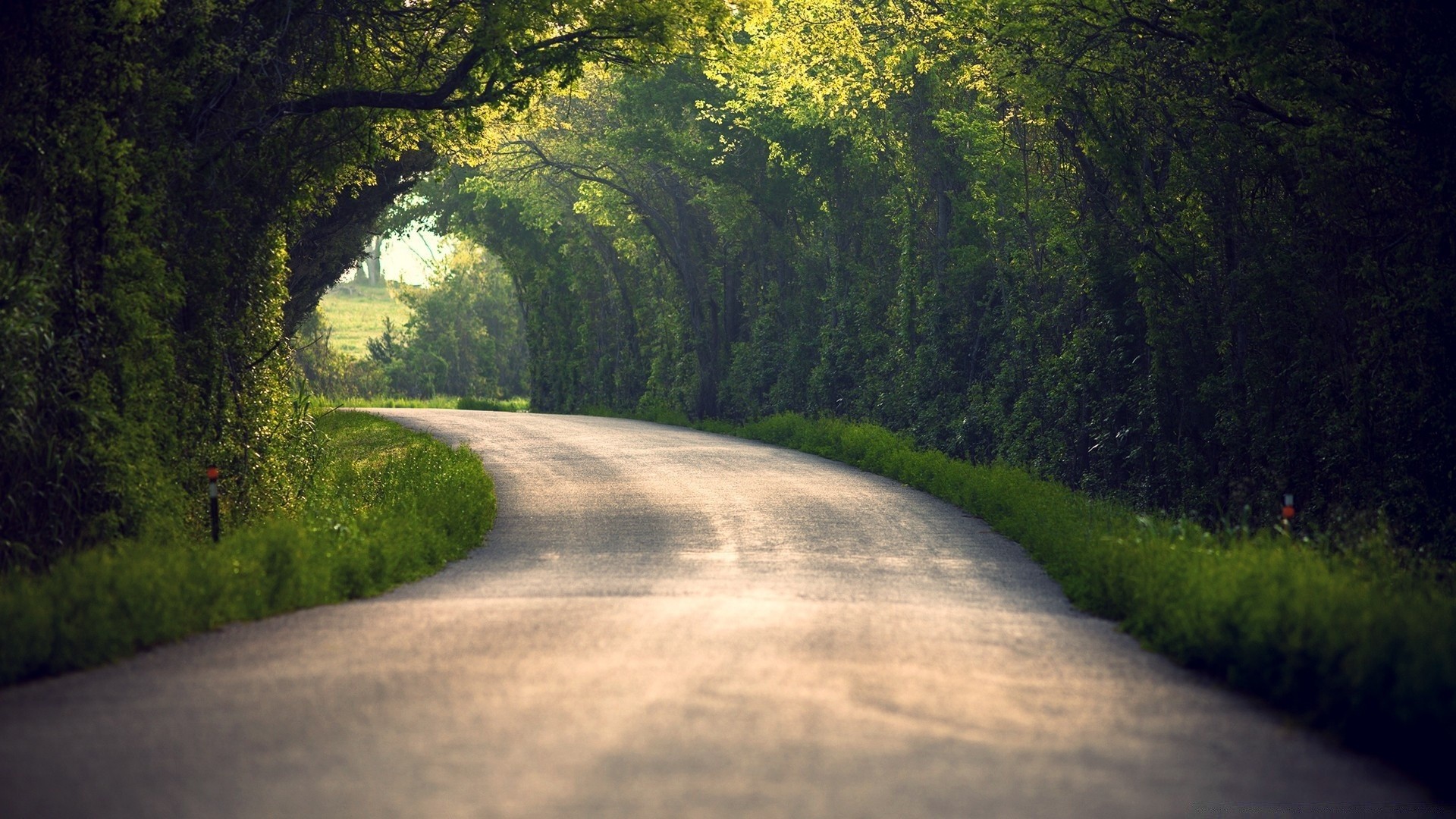 sommer straße baum landschaft führung holz natur dämmerung im freien park landschaft landschaftlich reisen nebel gras