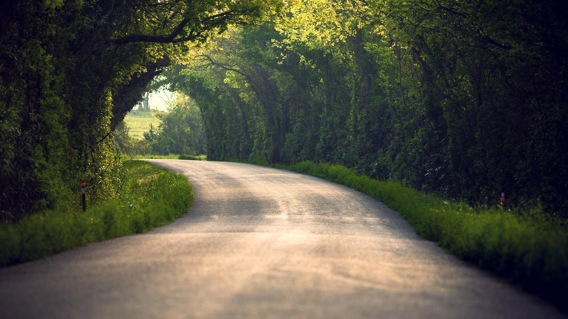 summer road tree landscape guidance wood nature dawn outdoors park countryside scenic travel fog grass