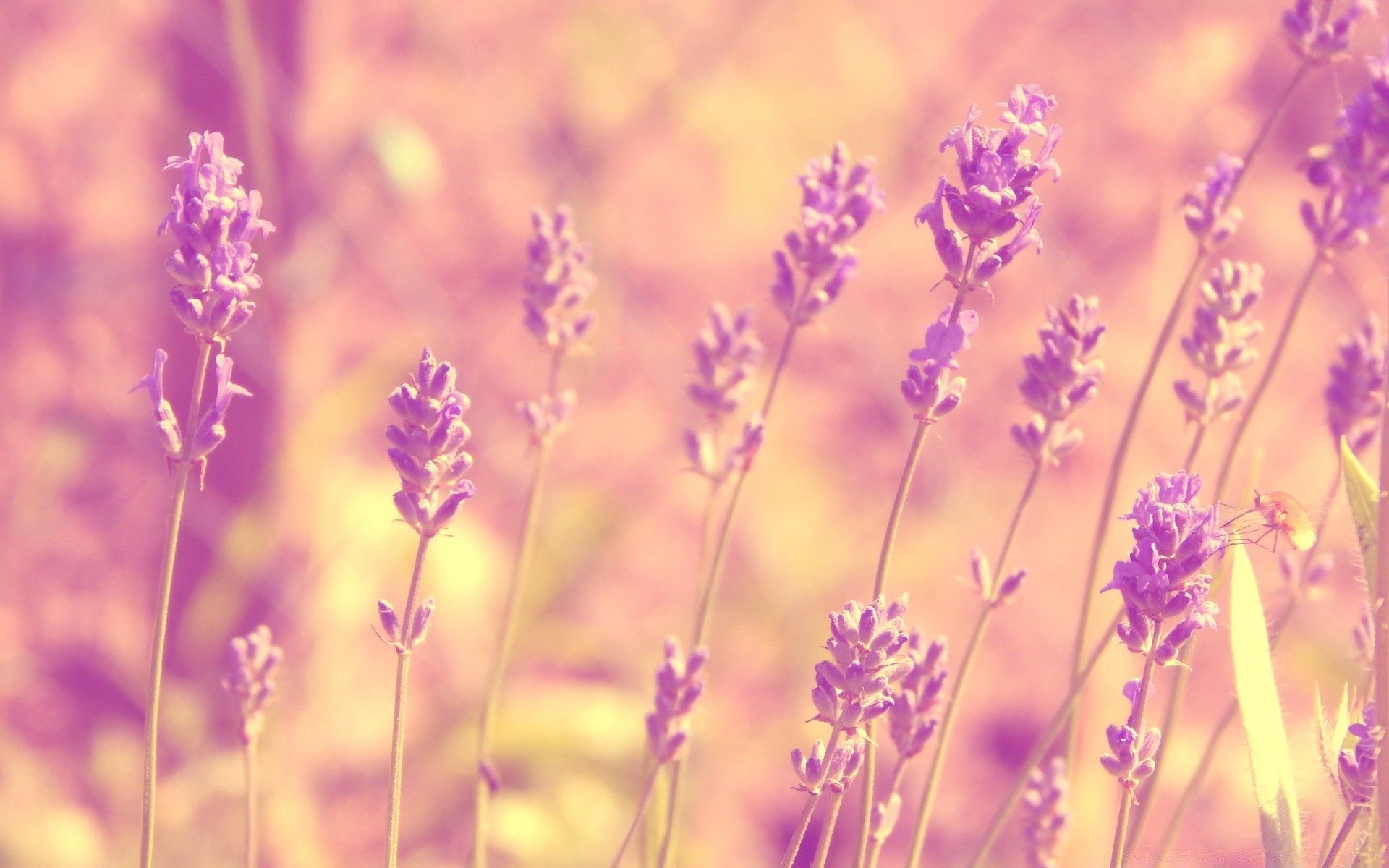 verão natureza flor campo flora rural sol lavanda bom tempo floral folha cor violet rural crescimento brilhante grama