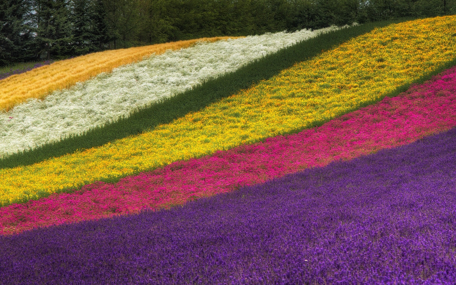 summer flower field color nature landscape flora season outdoors hayfield growth rural countryside agriculture bright garden desktop tree leaf