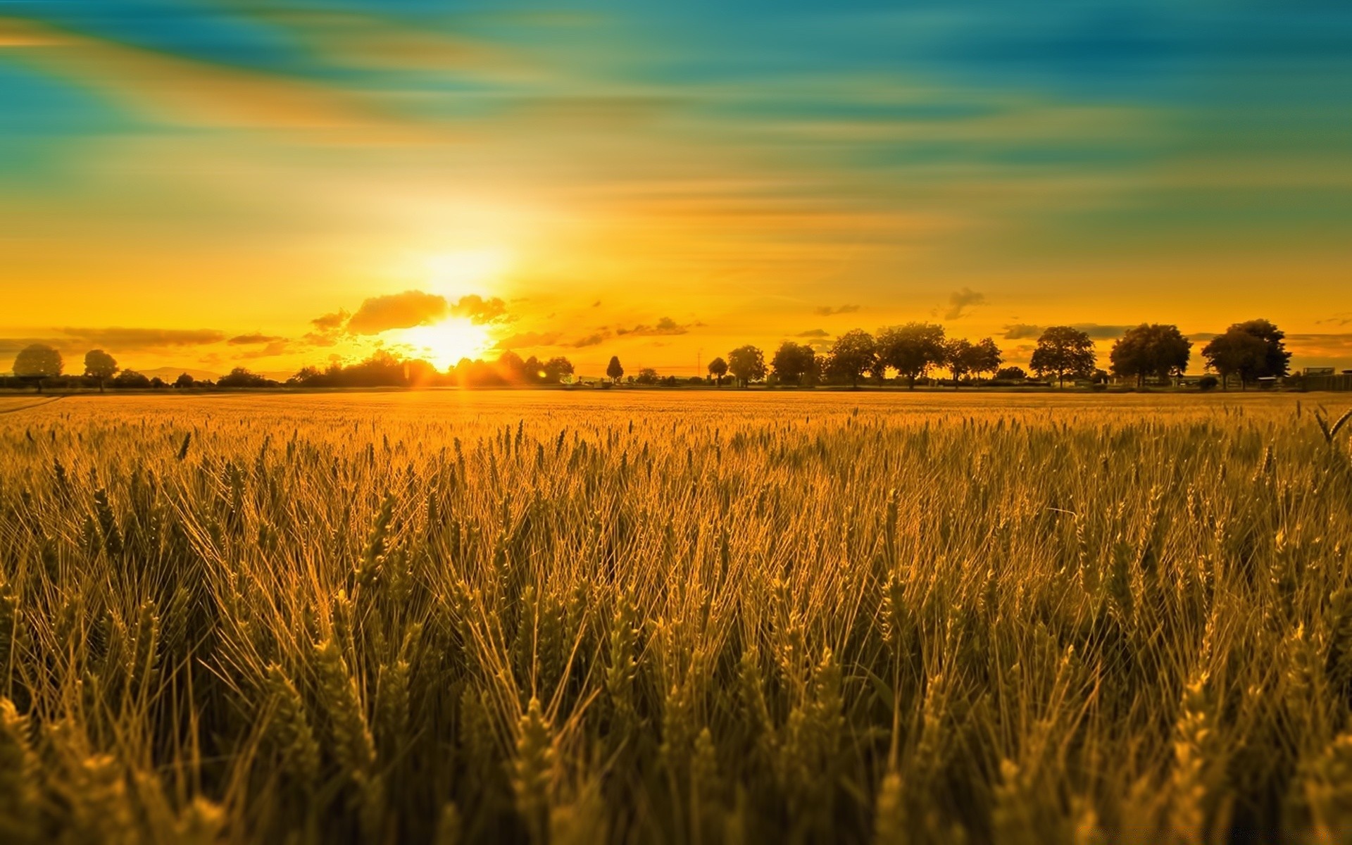 verano cereales trigo puesta del sol maíz rural campo pasto cosecha sol amanecer granja agricultura pan paisaje oro campo centeno paja naturaleza