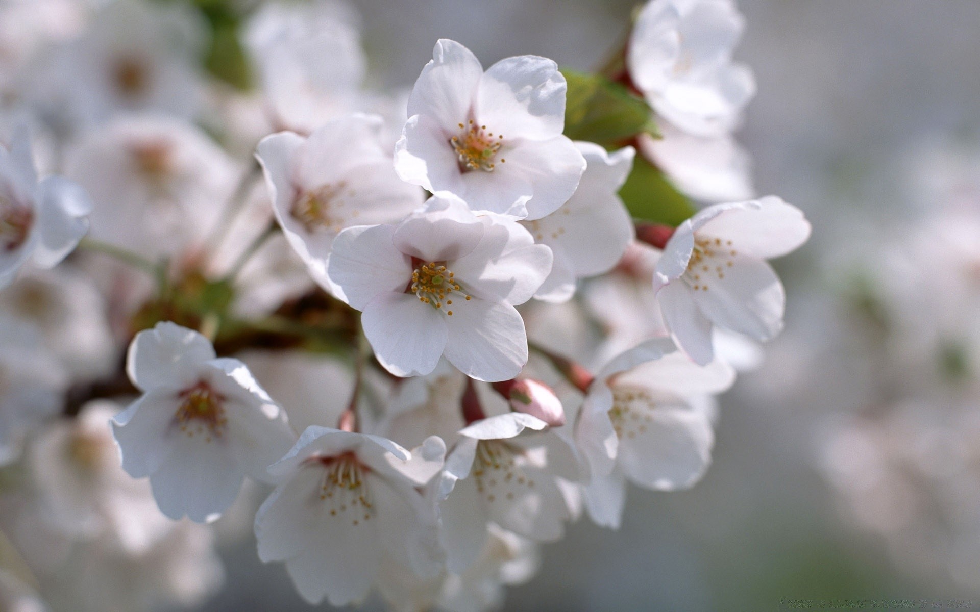 primavera fiore ciliegio natura flora ramo albero giardino foglia mela stagione crescita compagno petalo fioritura delicato floreale luminoso all aperto pasqua