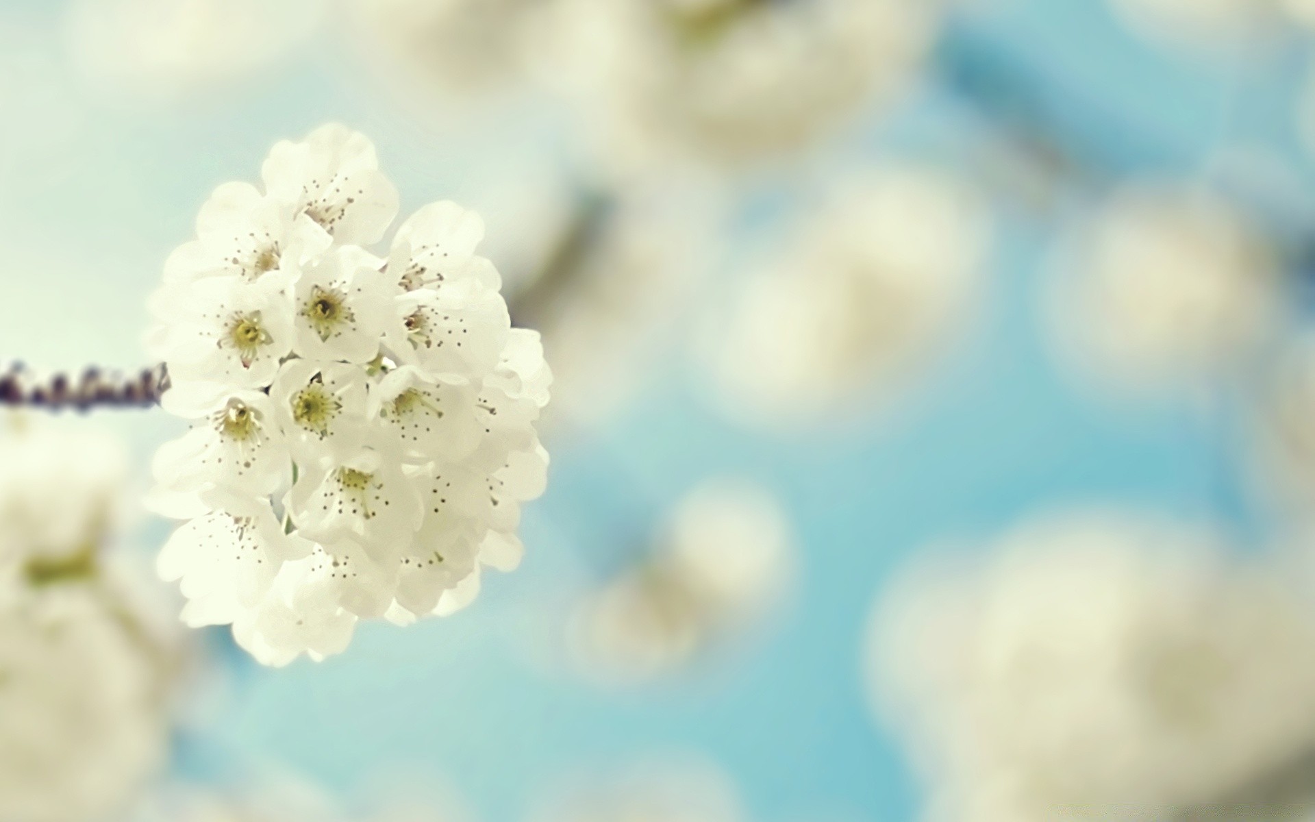 frühling unschärfe natur blume hell farbe sommer flora schließen