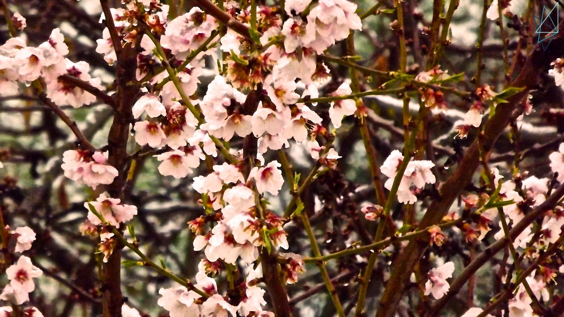 wiosna kwiat drzewo oddział flora natura bluming sezon wiśnia ogród wzrost na zewnątrz liść płatek kwiatowy kolego zbliżenie kolor park słoneczny