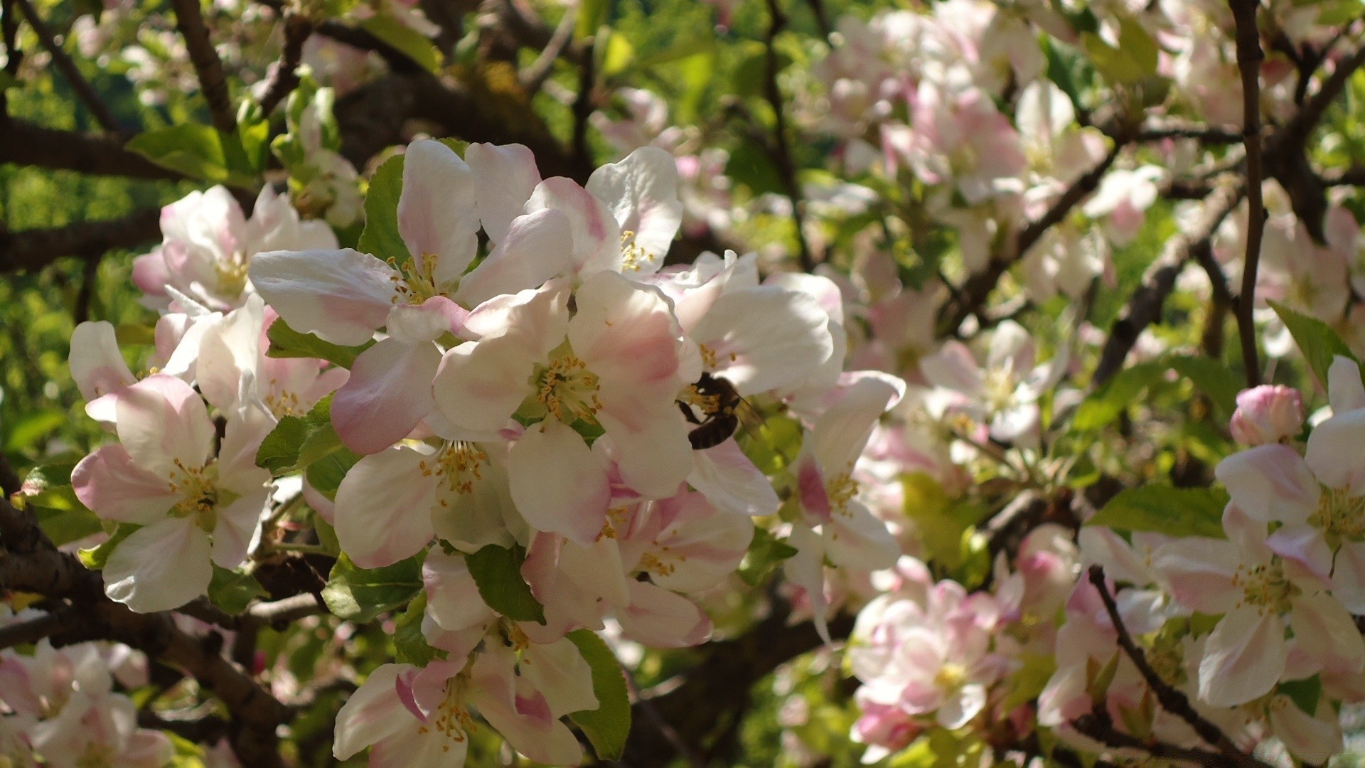 spring flower tree branch cherry garden flora blooming nature apple petal leaf bud growth season floral springtime park outdoors plum