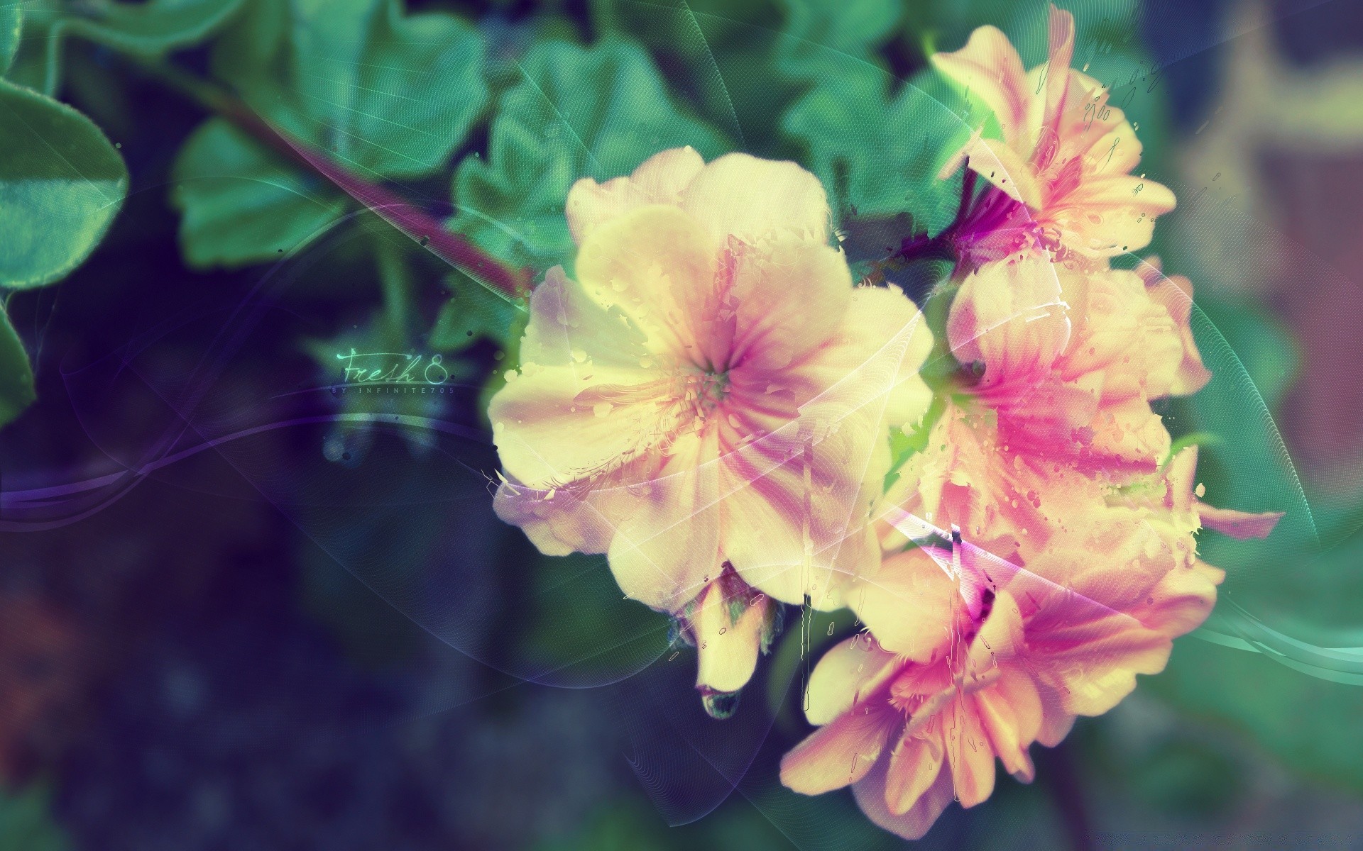 bahar çiçek doğa flora yaprak bahçe petal çiçek açan çiçek yaz yakın çekim renk güzel parlak açık havada tropikal büyüme sezon