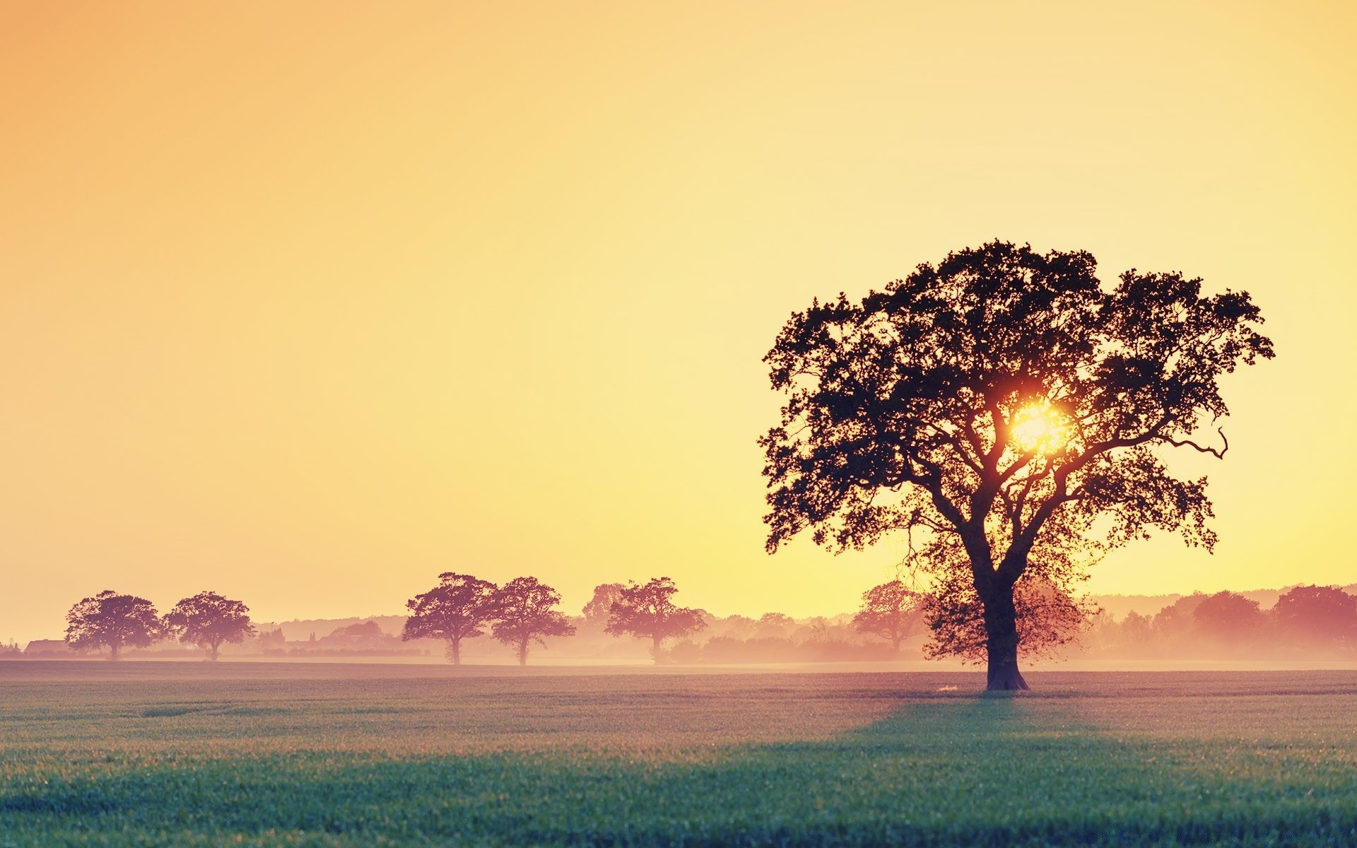 summer sunset dawn sun nature landscape tree outdoors sky countryside evening fair weather rural backlit fog dusk grass field cropland