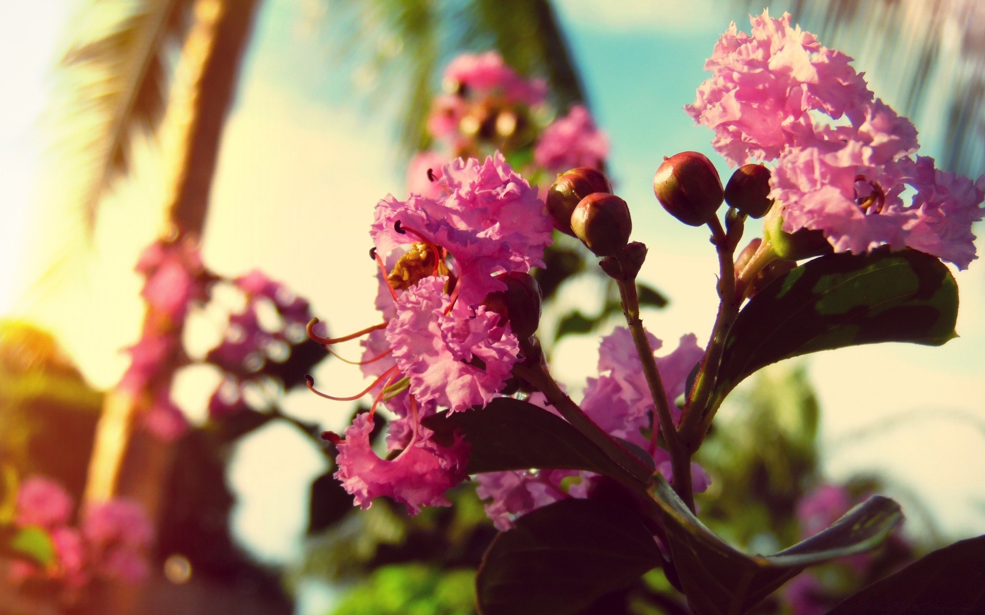 summer flower nature flora floral leaf blooming color petal garden blur outdoors close-up bright bouquet