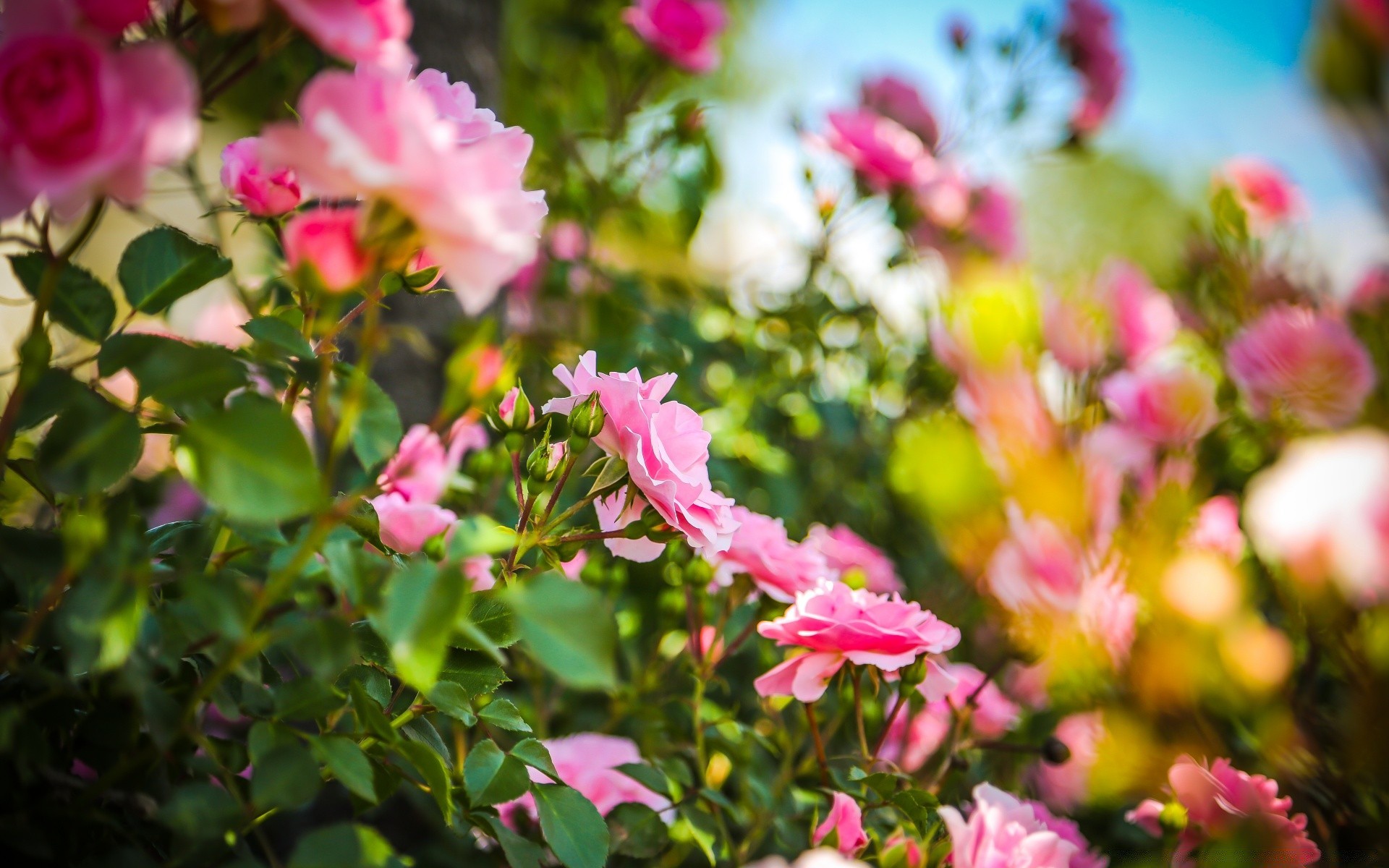 summer flower nature garden flora leaf blooming rose floral petal color bright growth tree fair weather branch outdoors park