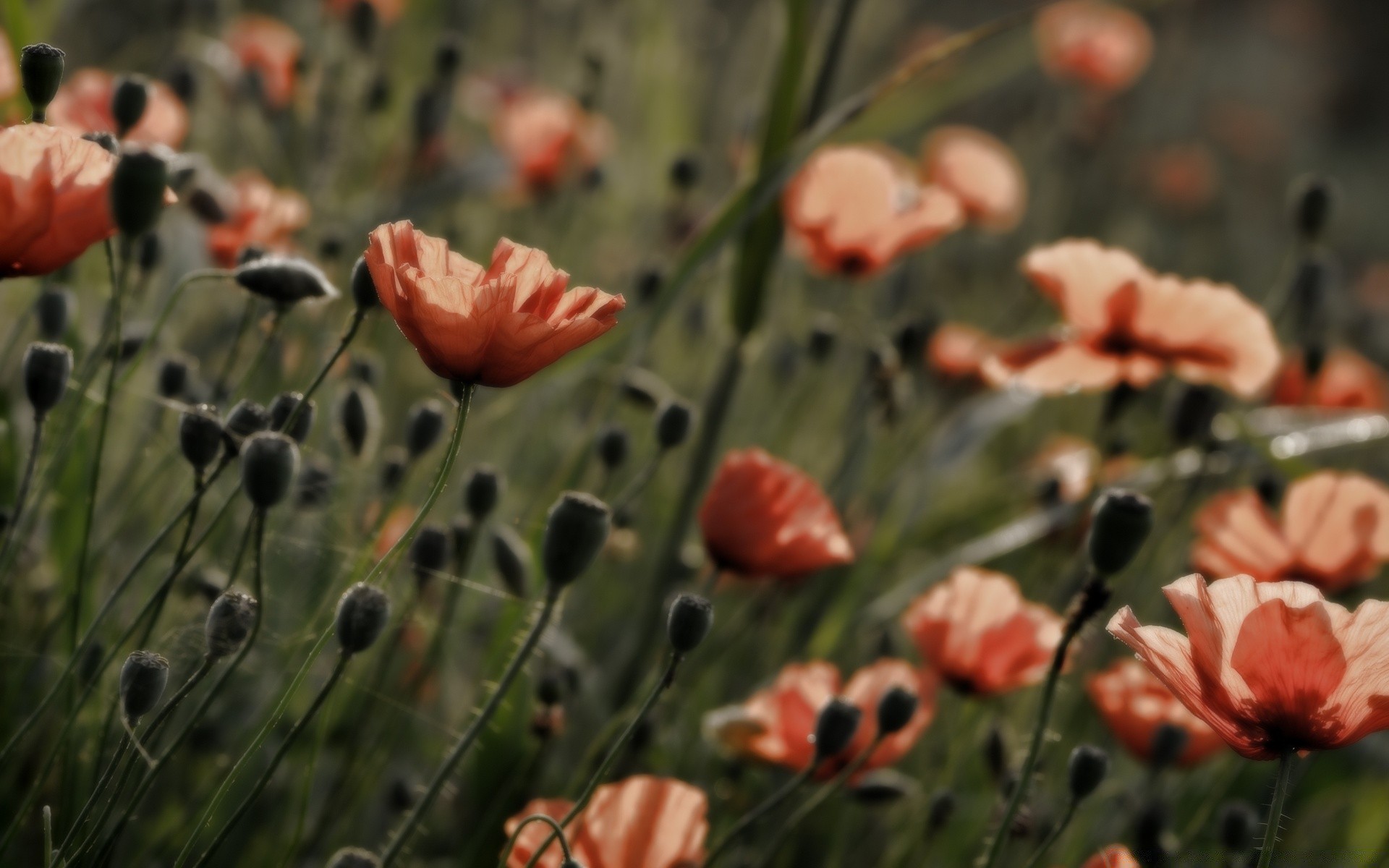 été fleur nature flore jardin poppy feuille couleur à l extérieur champ floral bluming lumineux gros plan pétale saison foin sauvage herbe