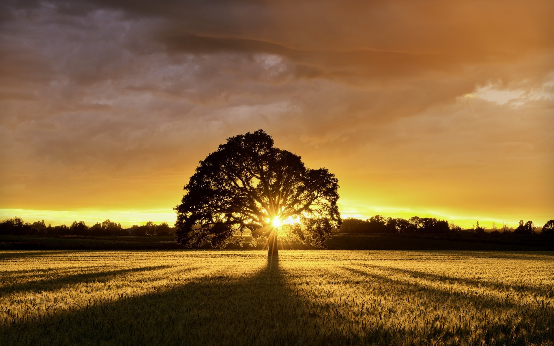 été coucher de soleil aube soleil nature paysage ciel rural campagne beau temps soir dramatique crépuscule automne brouillard à l extérieur herbe