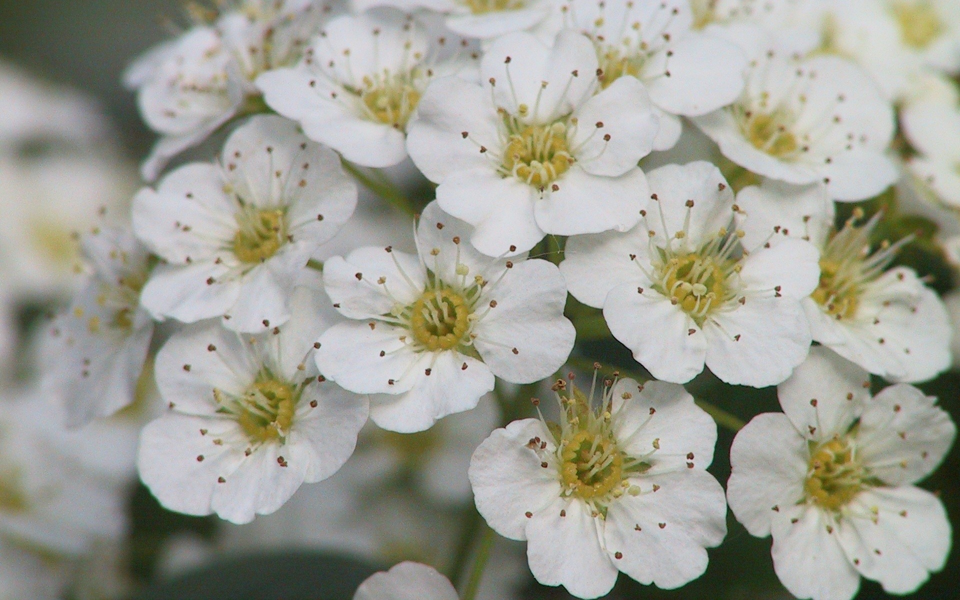 frühling blume flora natur garten blatt kirsche blumen baum zweig sommer blütenblatt blühen saison wachstum hell kumpel schön im freien farbe