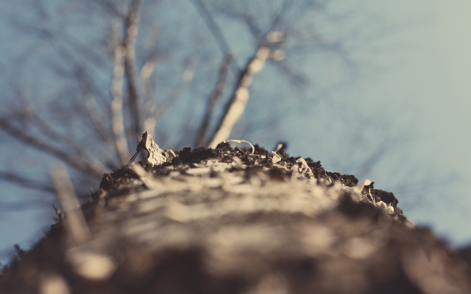 spring landscape tree nature bird outdoors dawn winter snow sky wood light insect monochrome