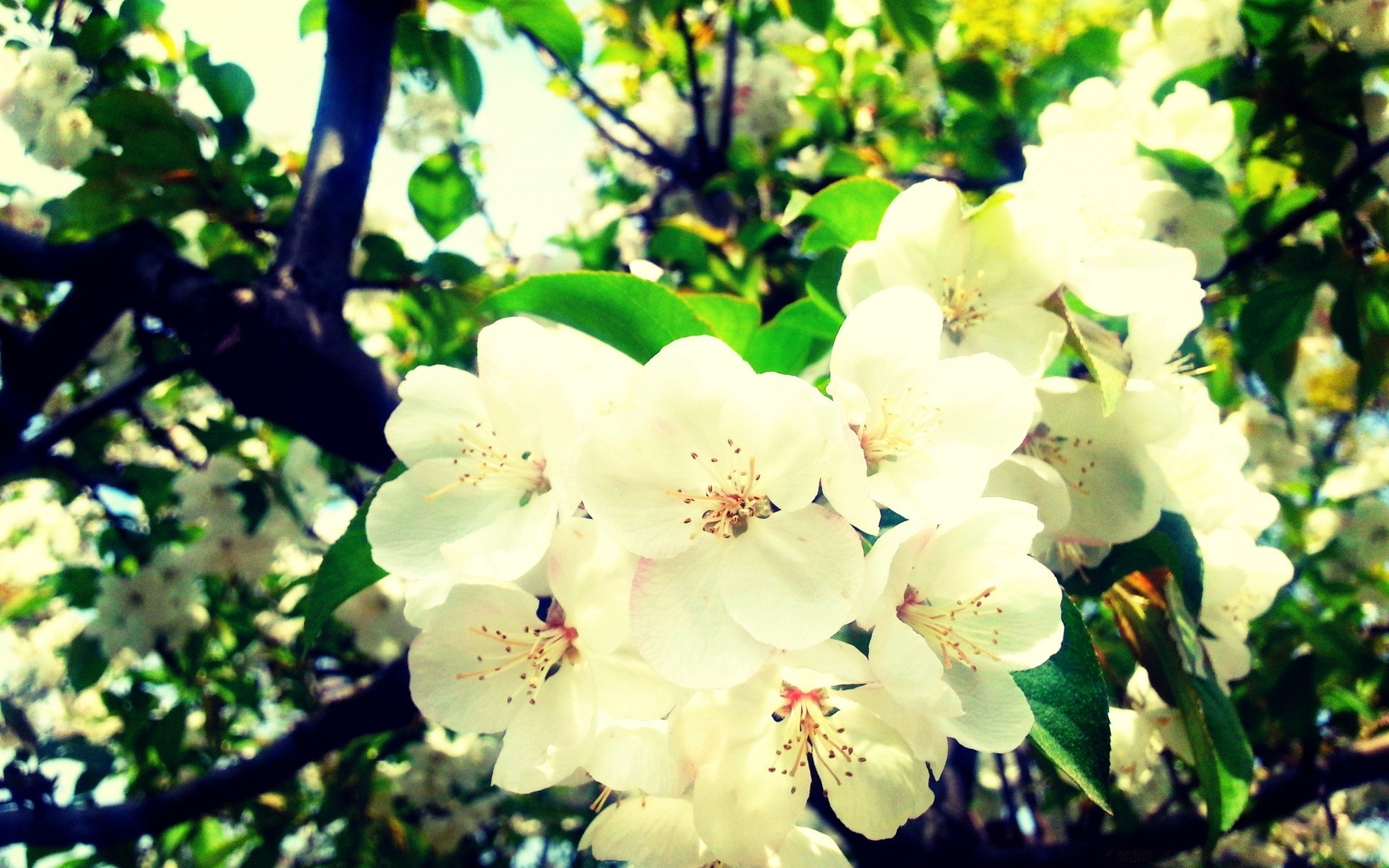 frühling natur blume zweig flora blatt baum garten wachstum blühen sommer jahreszeit im freien apfel kirsche blumen blütenblatt hell farbe gutes wetter