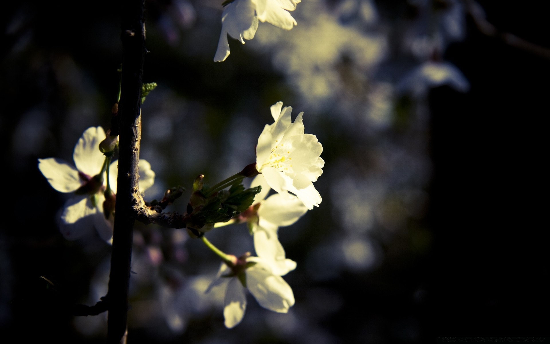 printemps fleur nature feuille flore branche arbre jardin croissance bluming pétale à l extérieur copain couleur pomme flou lumière délicat floral lumineux