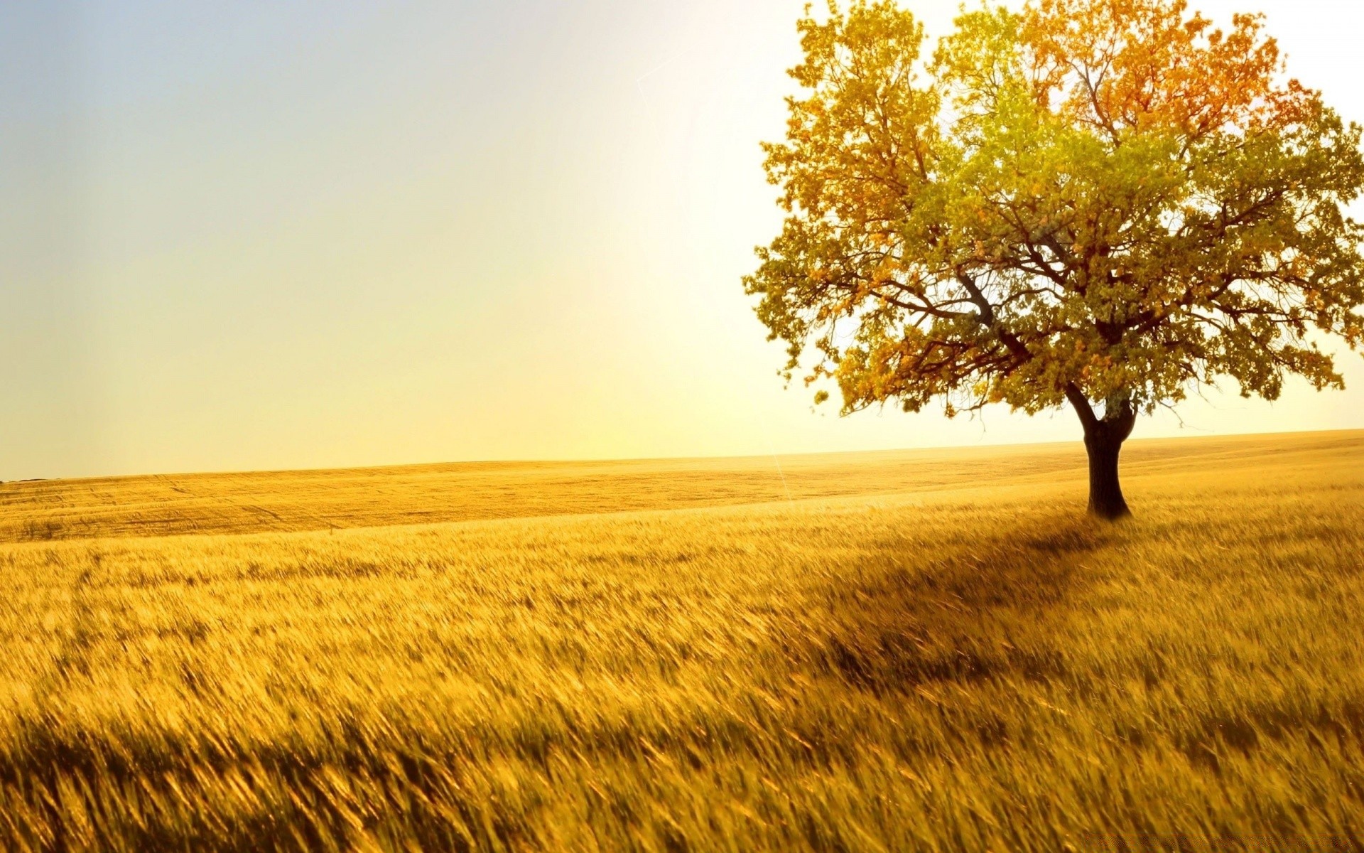 summer landscape nature sun tree field gold rural countryside dawn country sunset fair weather fall season