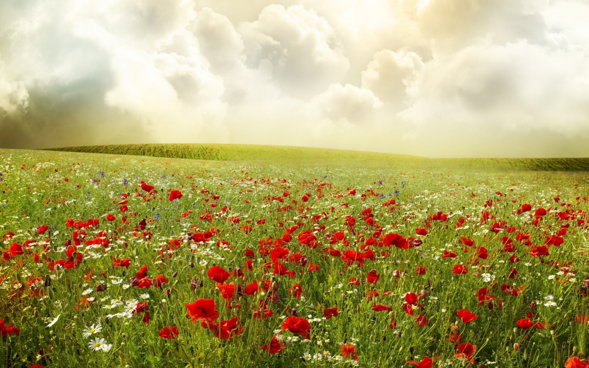 summer field poppy flower hayfield rural grass landscape countryside nature agriculture outdoors farm flora pasture grassland country growth fair weather