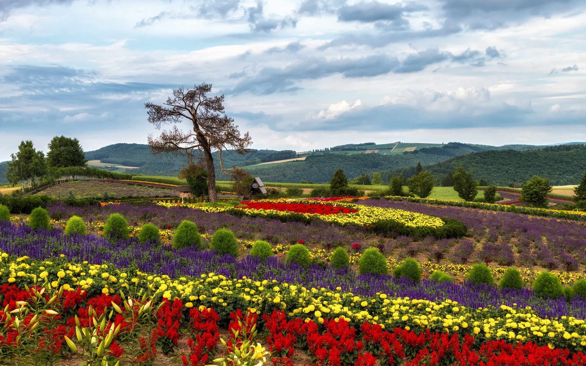 été fleur paysage jardin nature flore agriculture champ extérieur croissance scénique tulipe rural bluming ferme couleur arbre foin terre cultivée