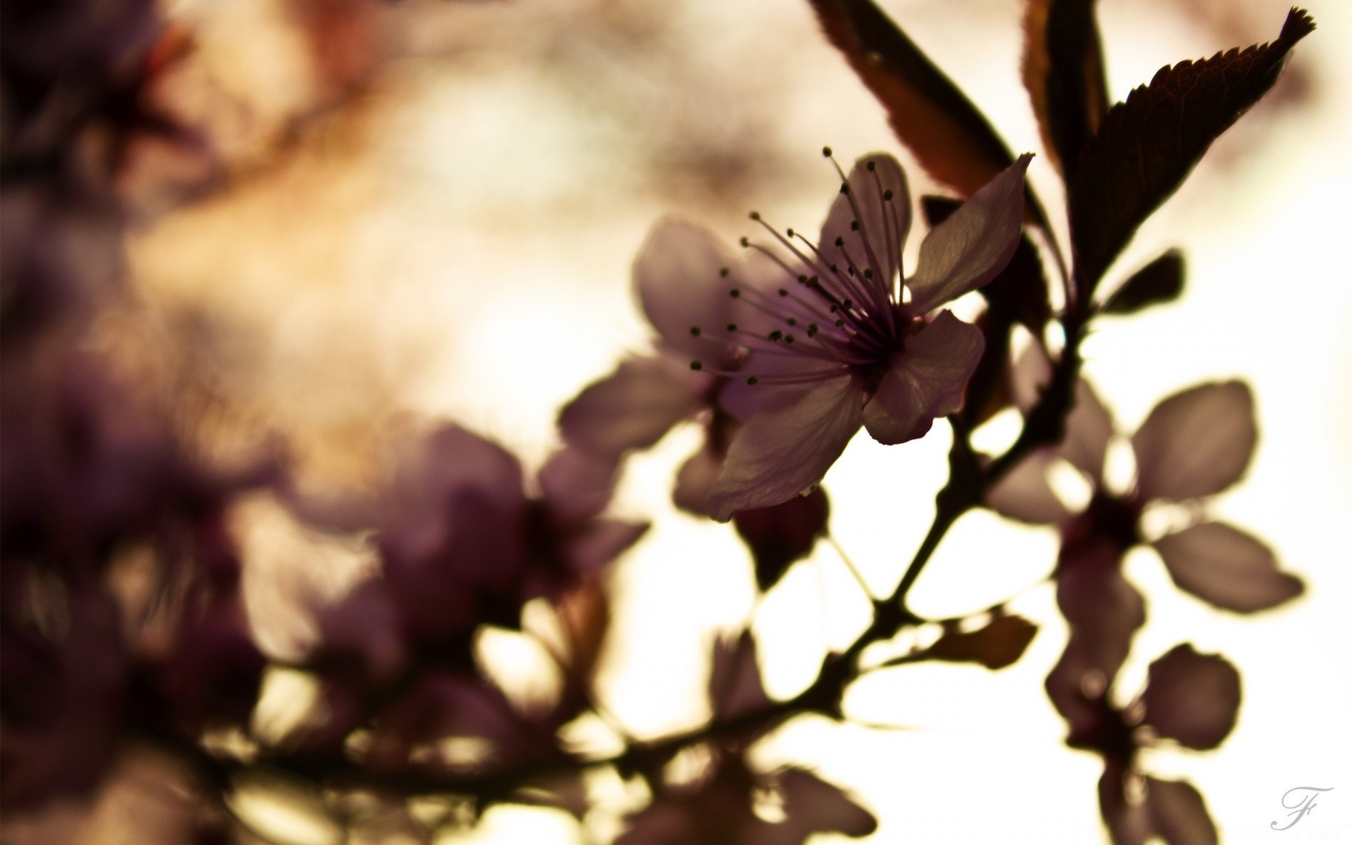 wiosna kwiat rozmycie natura na zewnątrz flora światło liść drzewo