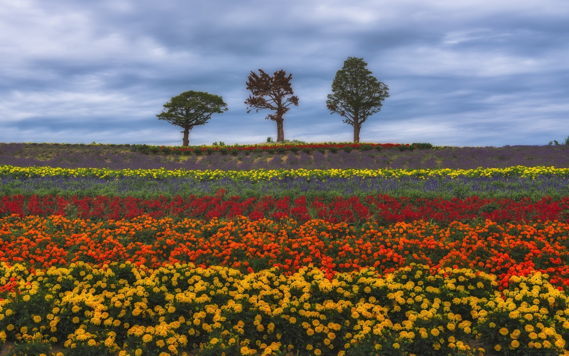 sommer blume feld landwirtschaft landschaft poppy im freien heuhaufen natur bebautes land bauernhof wachstum flora weide des ländlichen blumen farbe tageslicht weide