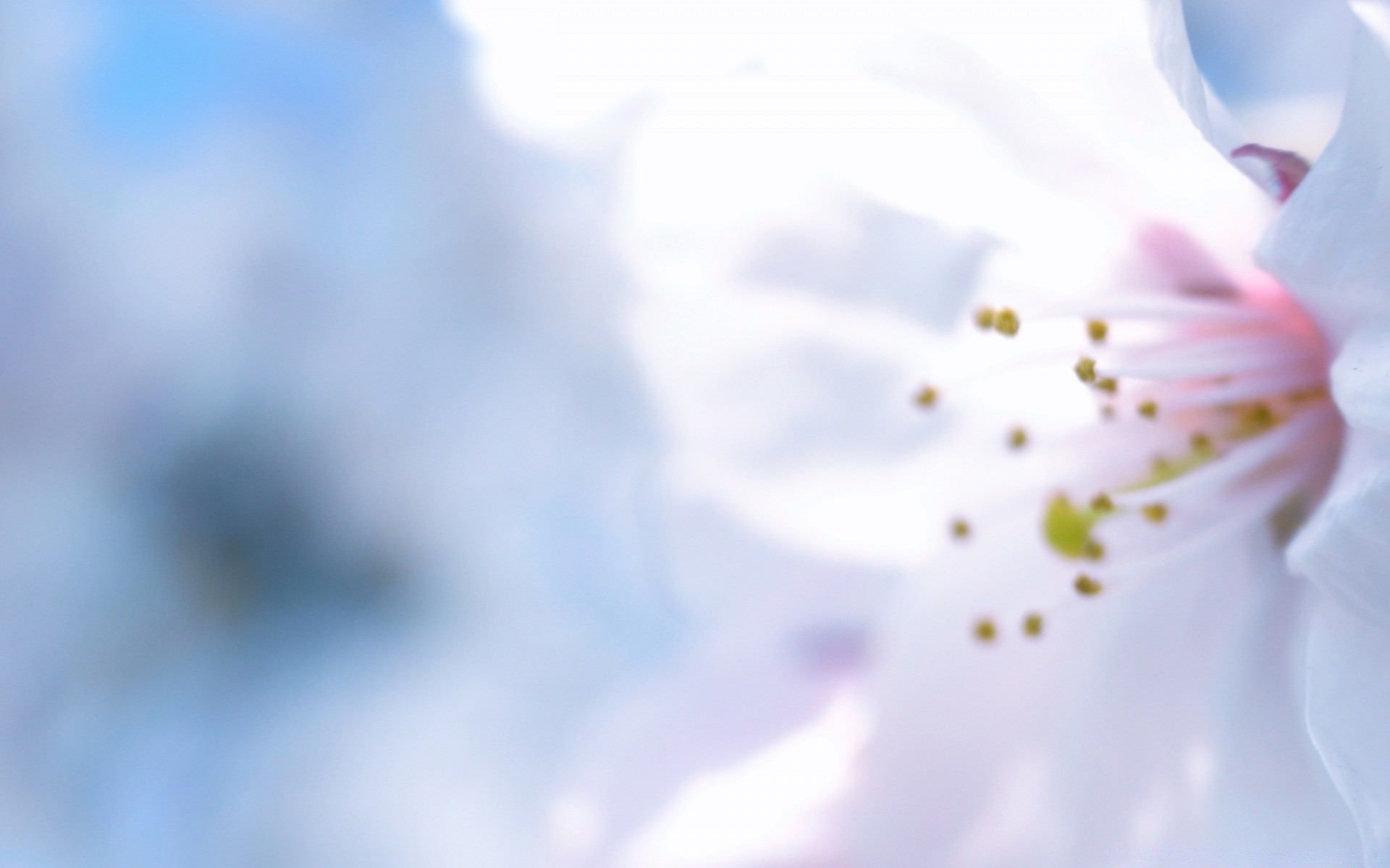 spring flower blur nature dof flora summer color garden pastel leaf abstract bright growth petal tree close-up delicate bud