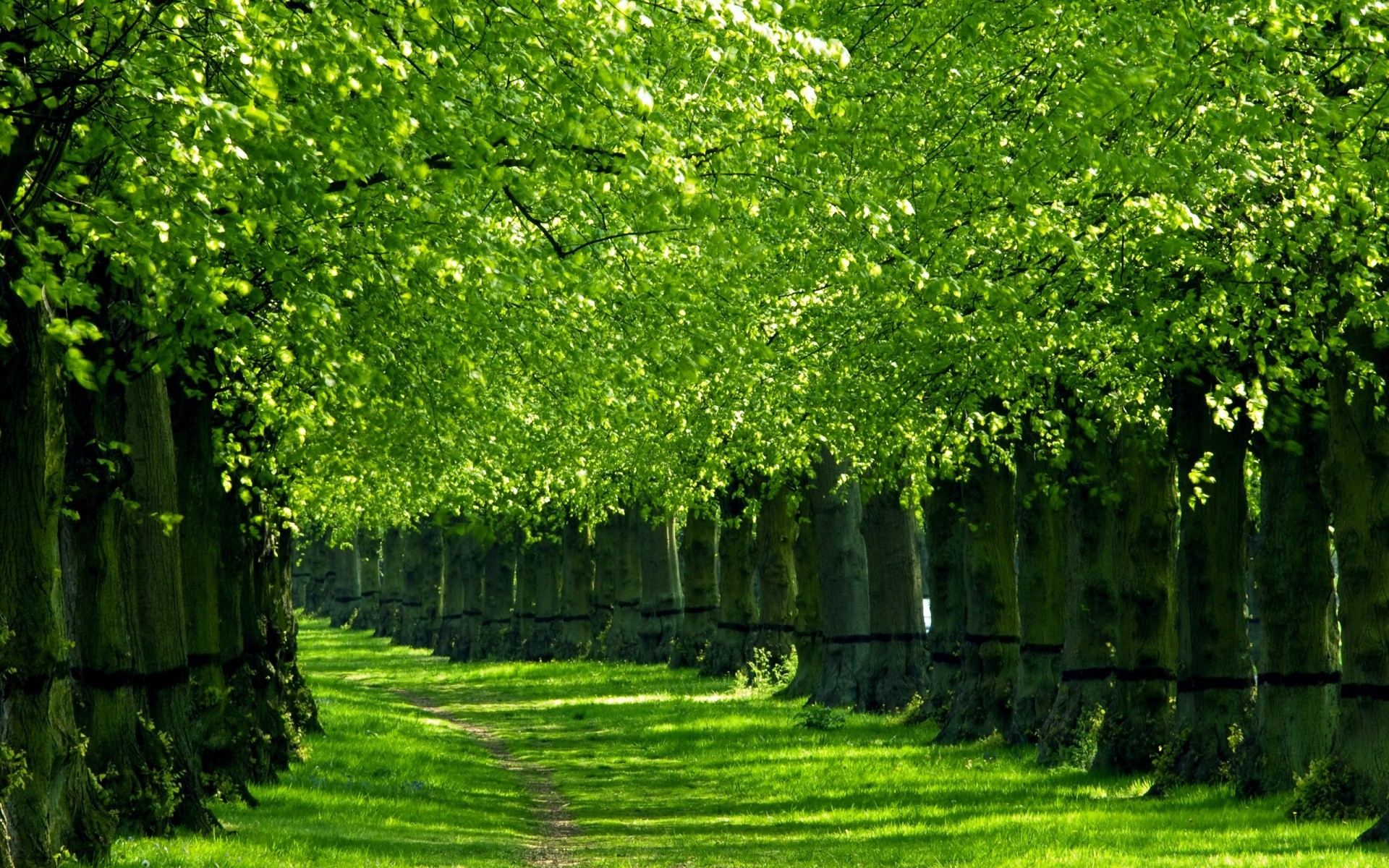 verano hoja árbol naturaleza jardín flora parque crecimiento paisaje exuberante medio ambiente hierba madera temporada rama al aire libre brillante césped escena