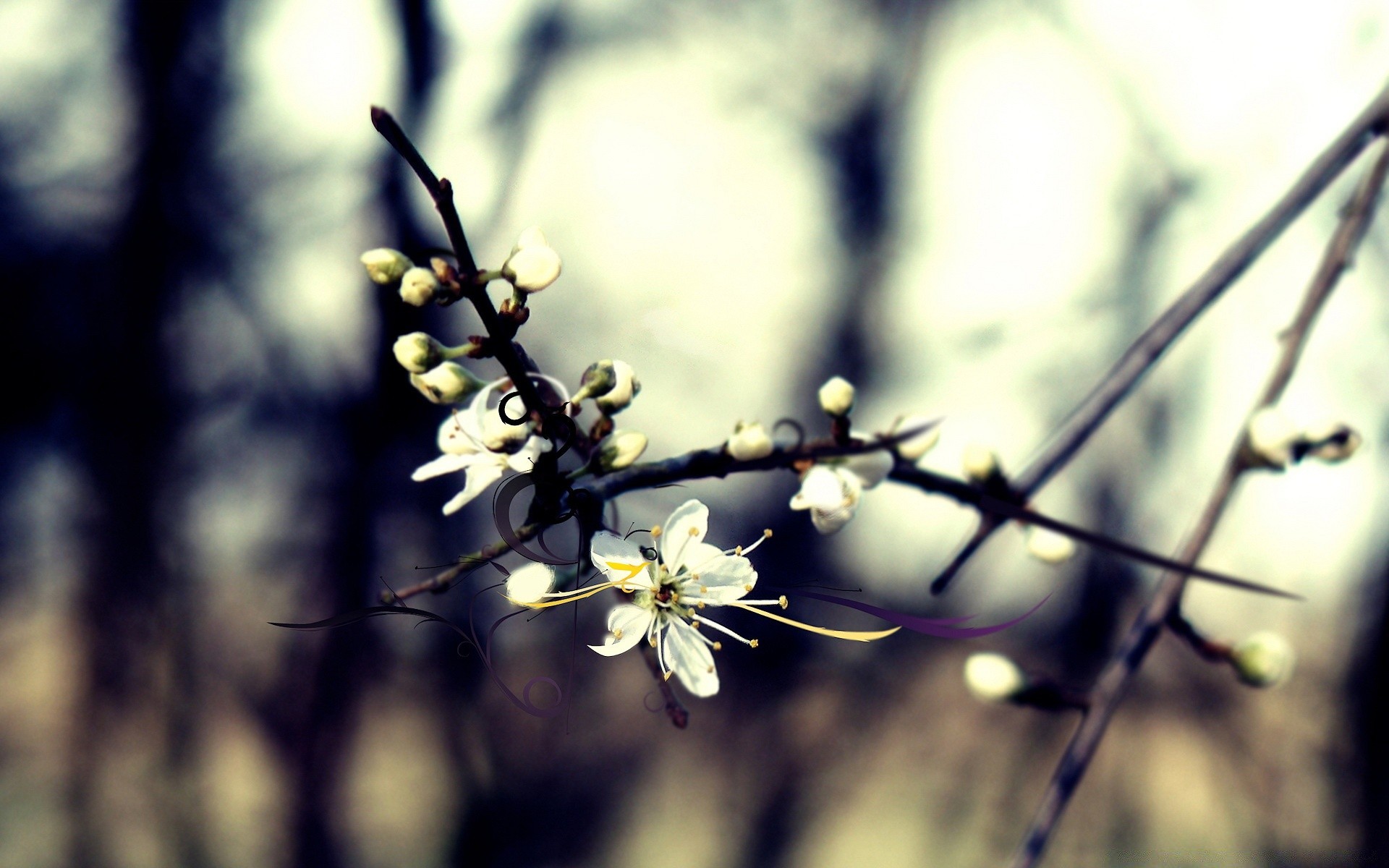 spring flower nature branch tree flora garden leaf blur outdoors season growth light cherry dof summer fair weather bud close-up blooming