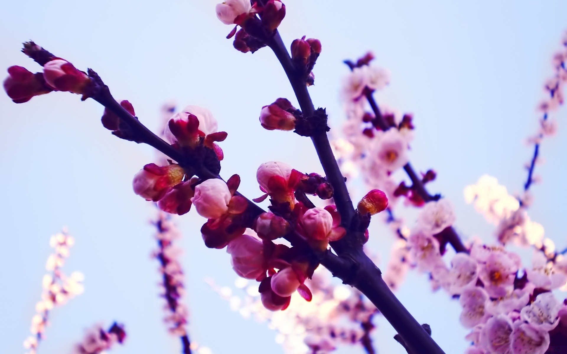 frühling blume natur zweig kirsche flora baum blühen garten saison kumpel im freien wachstum sommer blütenblatt blatt farbe hell