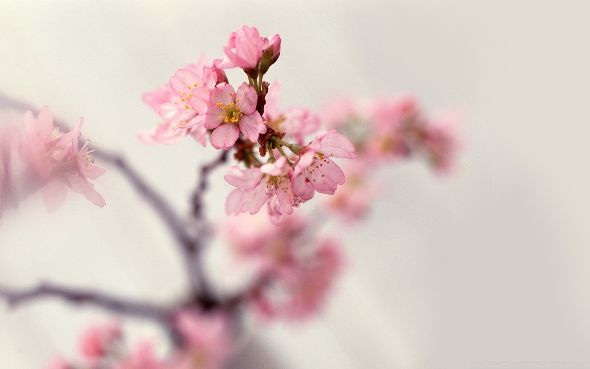 printemps cerise fleur nature branche arbre flore pomme jardin copain bluming pétale prune floral saison feuille tendre croissance printemps gros plan été