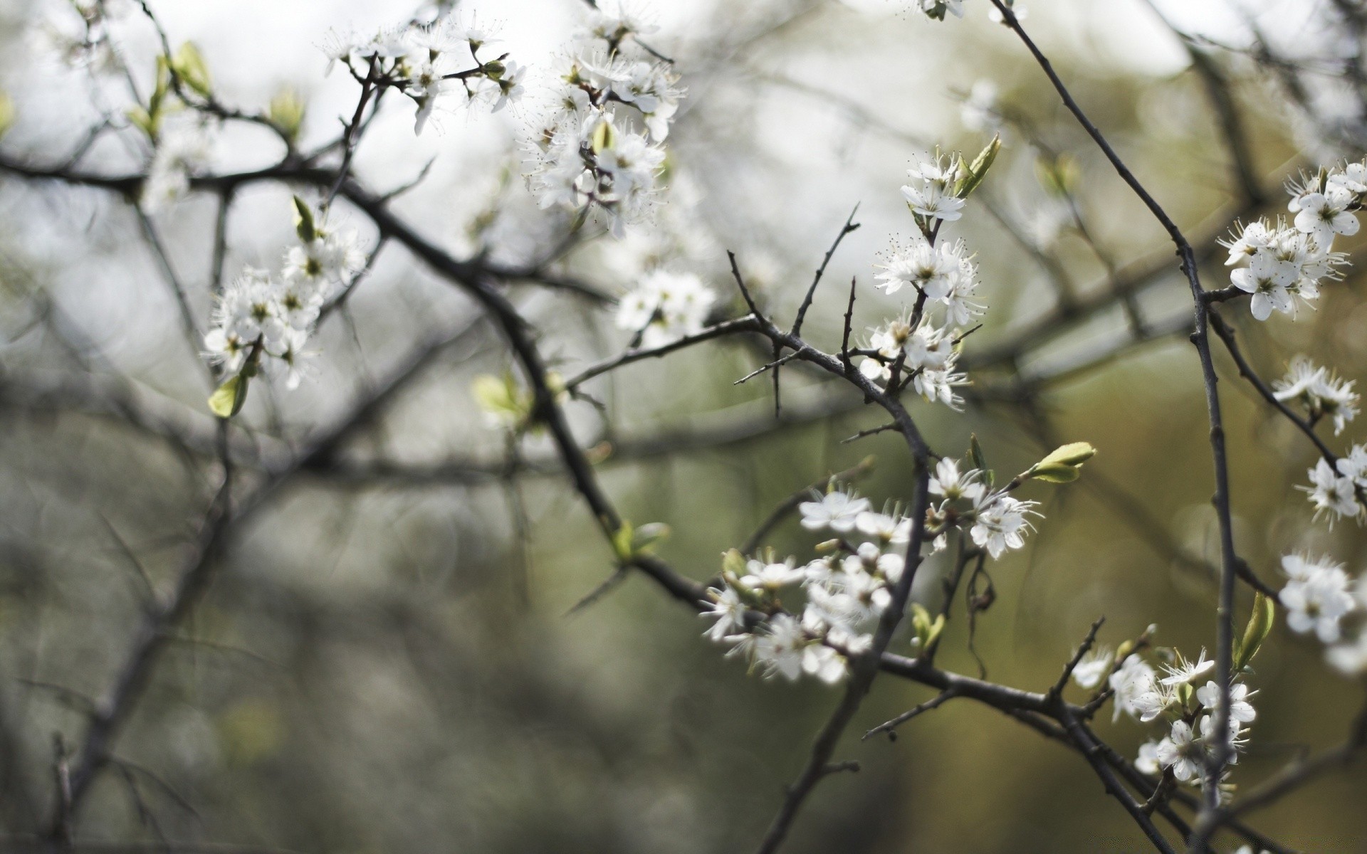 spring flower tree branch cherry nature season flora apple close-up leaf park garden blooming growth outdoors bud color beautiful bright