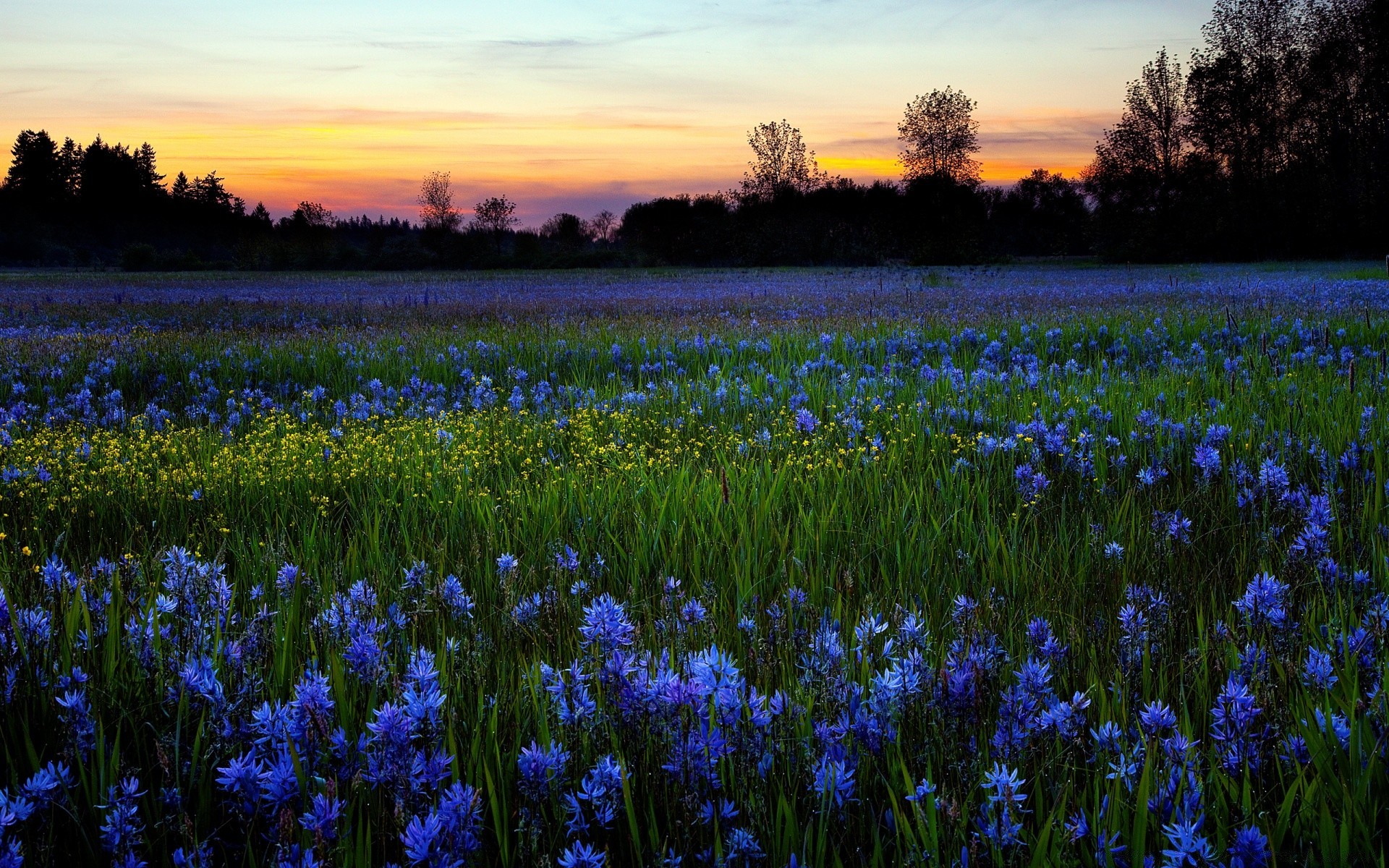 summer flower nature hyacinth outdoors field hayfield flora color rural floral bulb landscape springtime season garden park grass fair weather