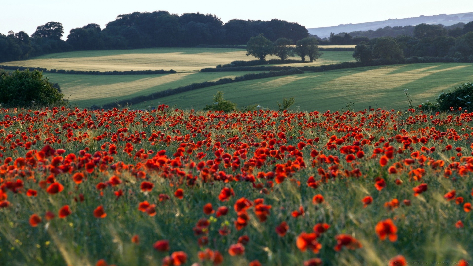 sommer blume poppy feld heuhaufen landwirtschaft flora landschaft des ländlichen natur im freien bauernhof landschaft gras blumen wachstum blühen blütenblatt farbe