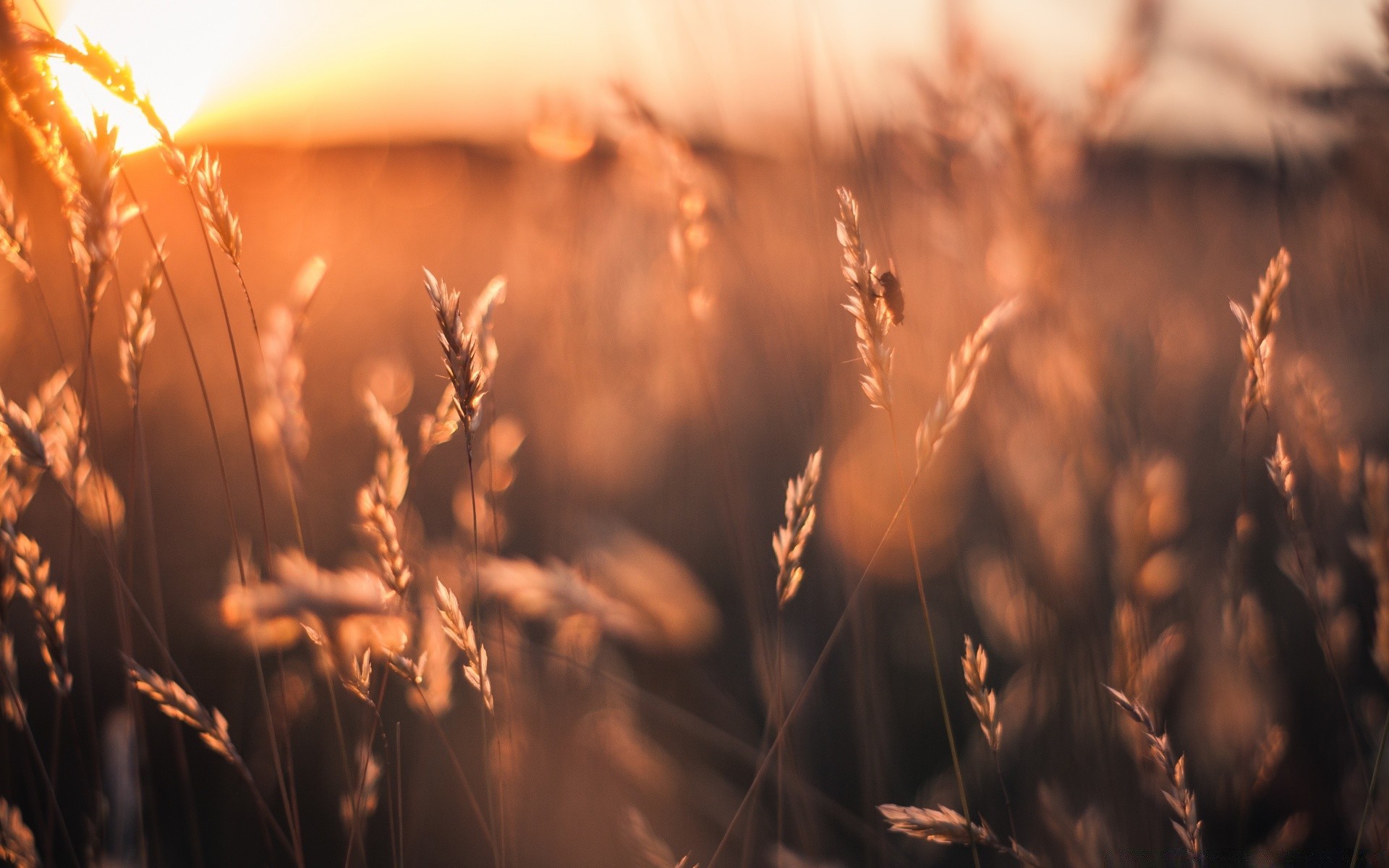 sommer weizen getreide ländlichen sonne mais brot weide feld bauernhof roggen sonnenuntergang ernte stroh wachstum samen gold landschaft gutes wetter landwirtschaft dämmerung