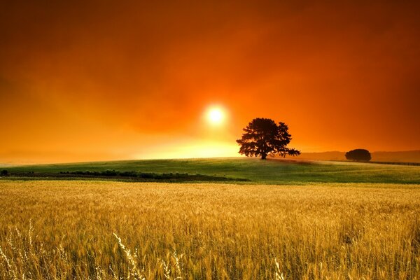 Campo de trigo em um pôr do sol de Verão