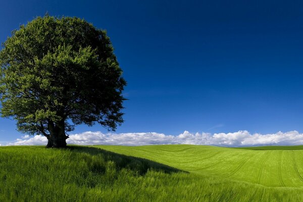 A lone guardian in green serenity