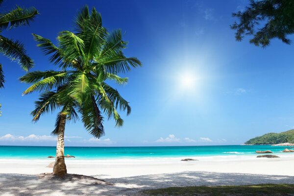 Palmier vert sur une île tropicale