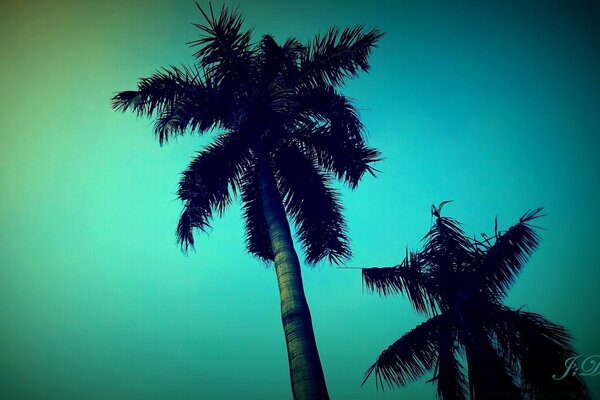 Coconut palms stand at sunset