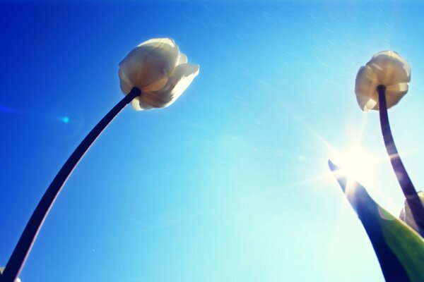 Tulipanes altos en la luz del sol