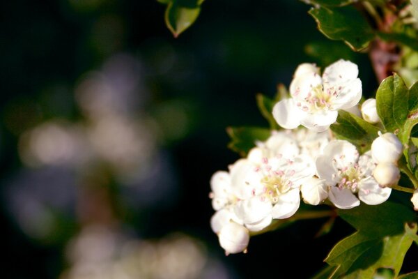 Ramo di un melo in fiore su sfondo scuro