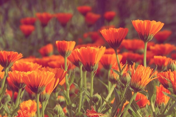 Poppy fields of flowers in summer