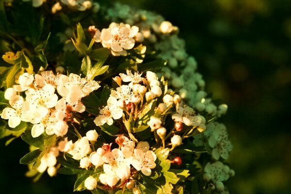 Flowering branches illuminated by the sun