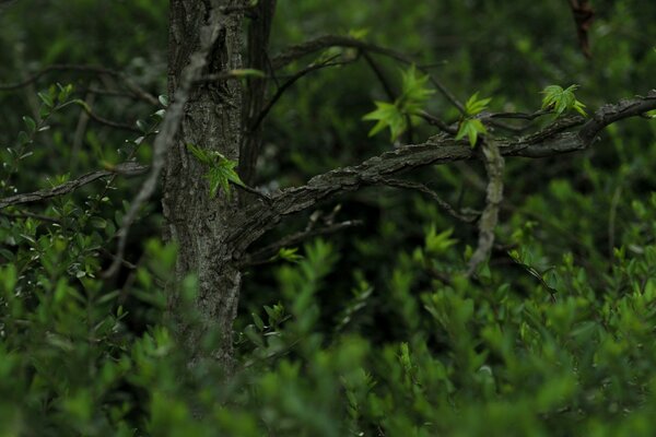 Greenery on a gray tree in the forest