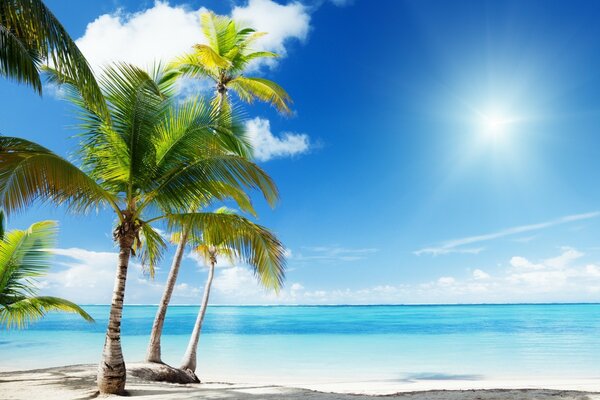 Summer landscape: palm trees, sun, beach