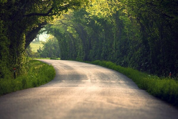 Ağaçların orman kemerindeki yol